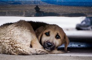 Алгоритм действий в случае нападения безнадзорных животных