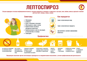 Профилактика лептоспироза