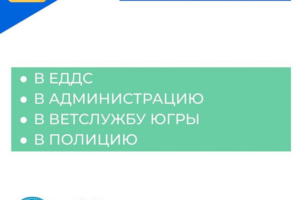 Алгоритм действий в случае нападения безнадзорных животных