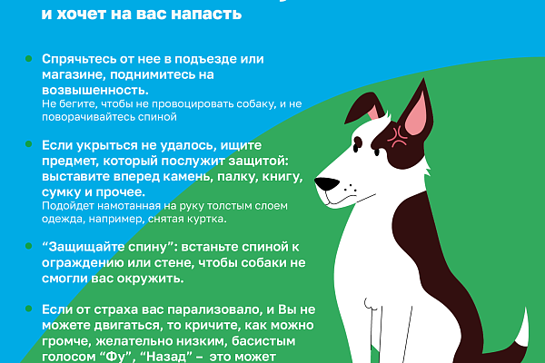 Как не стать жертвой укуса собаки 